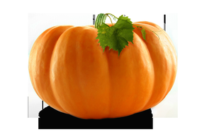 秋天黄色大南瓜摄影图片